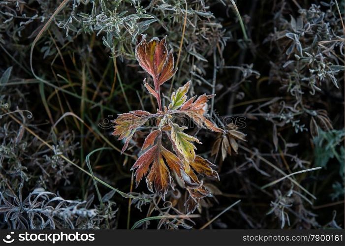 colorful autumn leaves and plants covered with frost. backgrounds