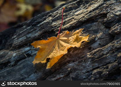 colorful autumn leaves and plants covered with frost. backgrounds