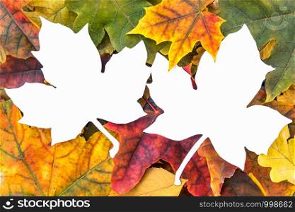 Colorful autumn leaves and white sheet with paper with place for text. Background with autumn leaves. Copy space for inscription. Autumn leaves.. Colorful autumn leaves and white sheet with paper with place for text. Background with autumn leaves. Copy space for inscription.