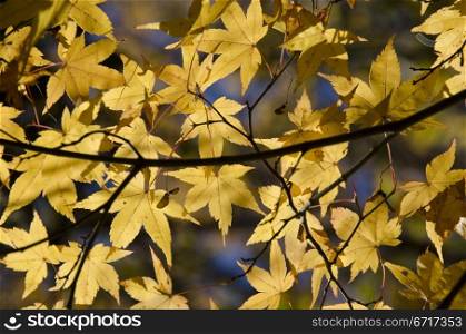 Colorful autumn leaves background. A branch of yellow leaves of japanese maple in backlight, in front of a blue sky