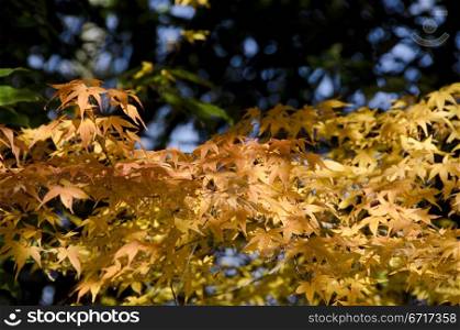 Colorful autumn leaves background. A branch of yellow leaves of japanese maple in backlight, in front of a blue sky