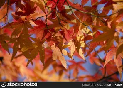Colorful autumn leaves background. A branch of yellow red leaves of japanese maple in backlight, in front of a blue sky