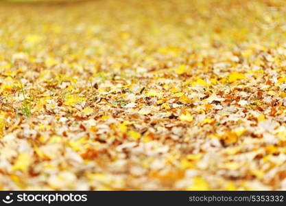 Colorful autumn leaves background close up