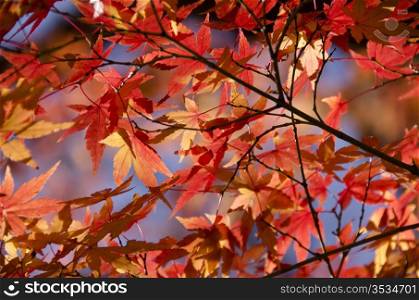 Colorful autumn leaves background. Red and yellow leaves of the japanese maple, acer palmatum, in autumn