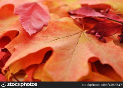 Colorful autumn leaves , close up