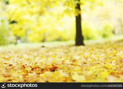 Colorful autumn leaves close-up with forest blurred background