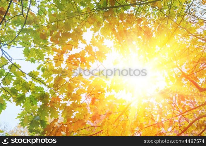 colorful autumn leaves. colorful autumn leaves on trees against sunny clear sky