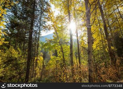Colorful autumn leaves in a sunny forest. Autumn natural background