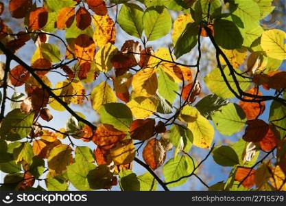 colorful autumn leaves in the afternoon sun