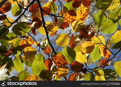 colorful autumn leaves in the afternoon sun