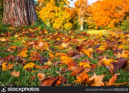 Colorful autumn leaves in the grass in a park