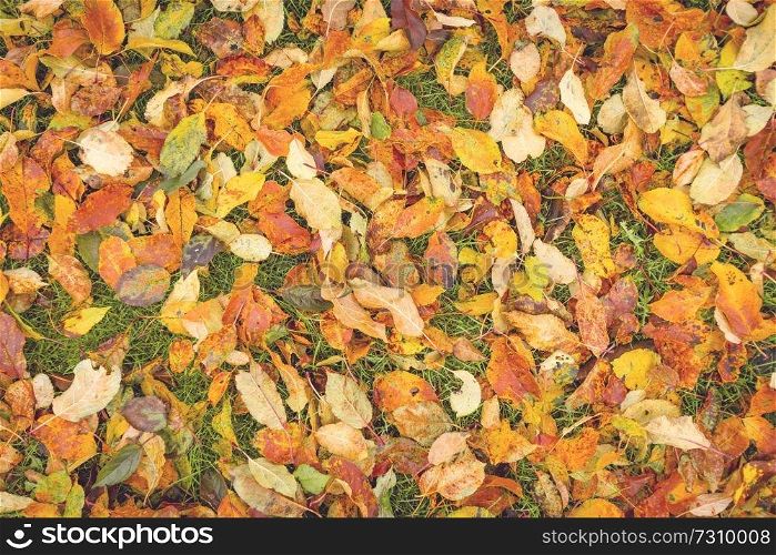 Colorful autumn leaves in the grass seen from above in the fall