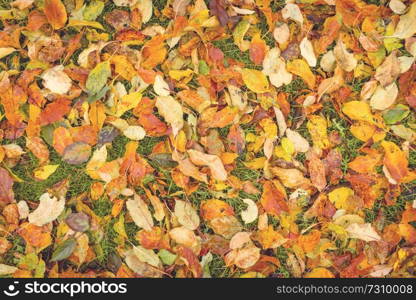 Colorful autumn leaves in the grass seen from above in the fall