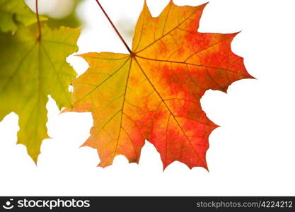colorful autumn leaves isolated