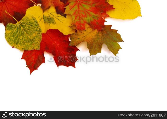 Colorful autumn leaves isolated on white background. Stock photo