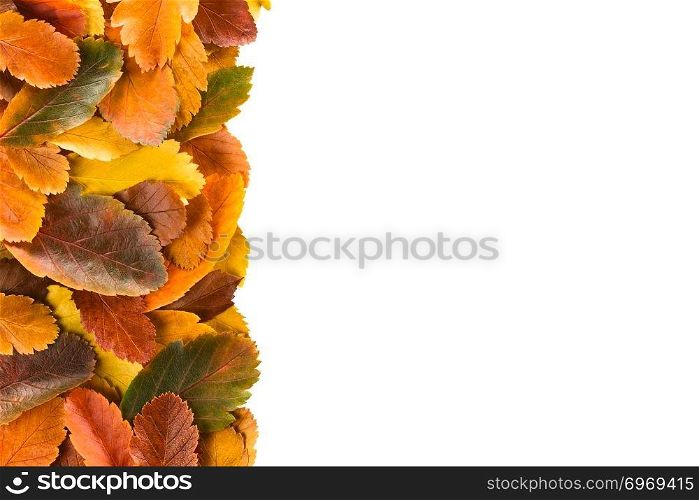 Colorful autumn leaves isolated on white, copy space on the right side. Autumn Leaves