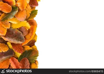 Colorful autumn leaves isolated on white, copy space on the right side. Autumn Leaves