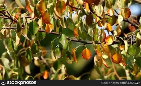 Colorful autumn leaves of a wild pear tree