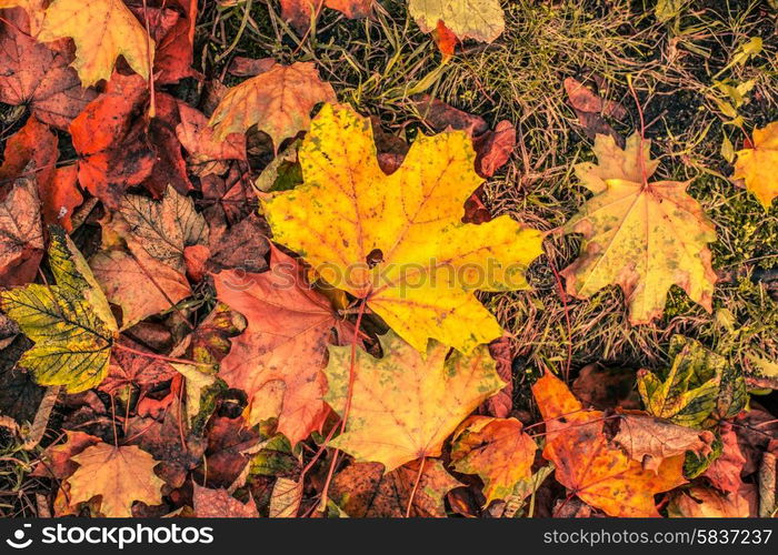 Colorful autumn leaves on the ground