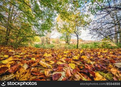 Colorful autumn leaves on the ground in the fall on a bright day in october