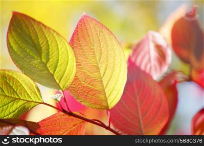 Colorful autumn leaves on tree outdoors, close-up view
