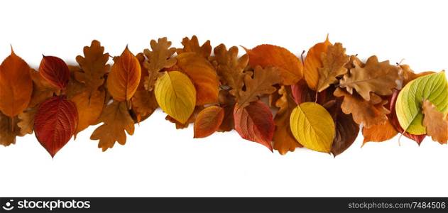 Colorful autumn leaves stripe design element isolated on white background copy space for text. Autumn leaves stripe