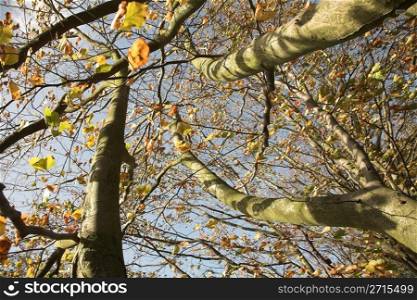 colorful autumn leaveson a tree , sunny day with blue sky in denmark, some natural wind blur