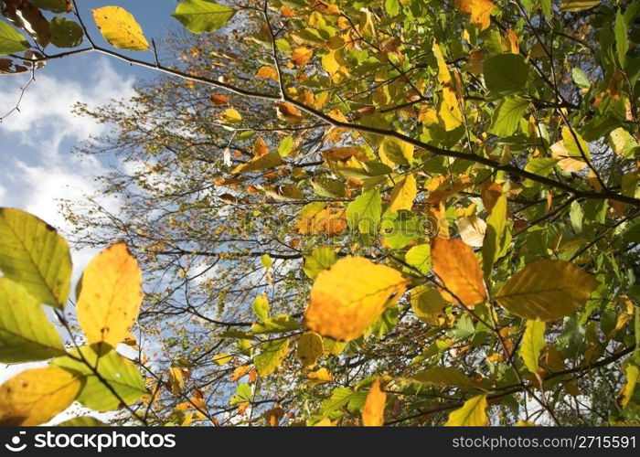 colorful autumn leaveson a tree , sunny day with blue sky in denmark, some natural wind blur