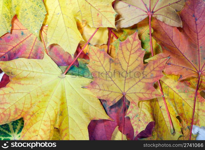 Colorful autumn maple leaf background