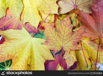 Colorful autumn maple leaf background