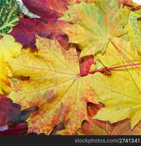 Colorful autumn maple leaf background