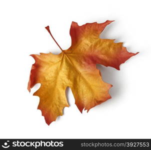 colorful autumn maple leaf isolated on white background. with clipping path