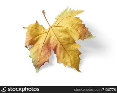 colorful autumn maple leaf isolated on white background with clipping path