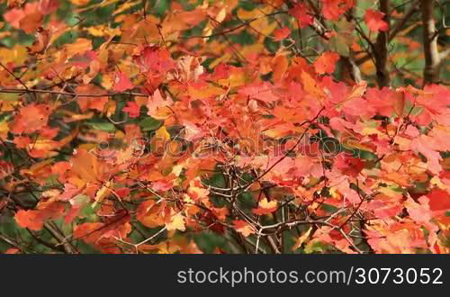 Colorful autumn maple leaves