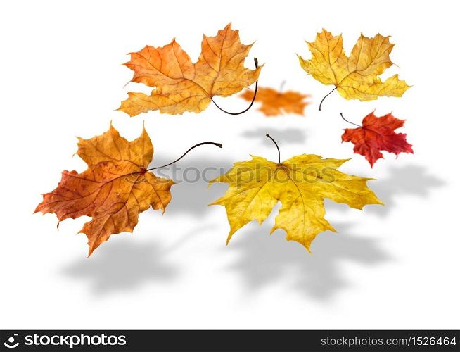 Colorful autumn maple leaves flying and falling on white background. Colorful autumn maple leaves falling on white background