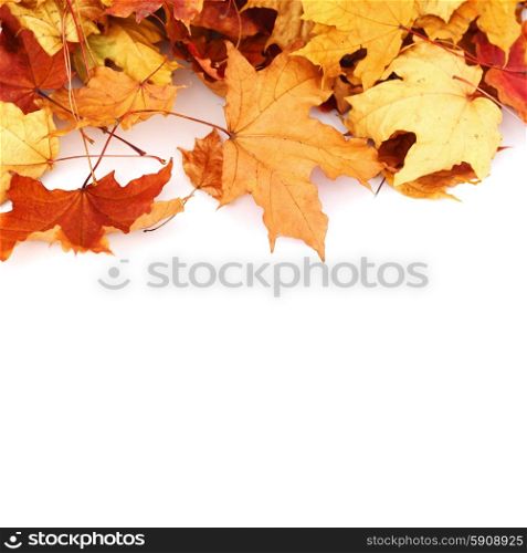 Colorful autumn maple leaves isolated on white background. Maple leaves on white