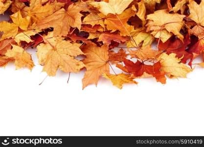 Colorful autumn maple leaves isolated on white background. Maple leaves on white