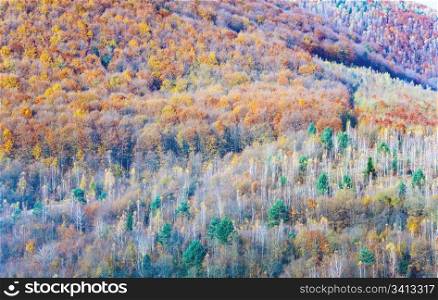 Colorful autumn mountain forest (on mountainside)