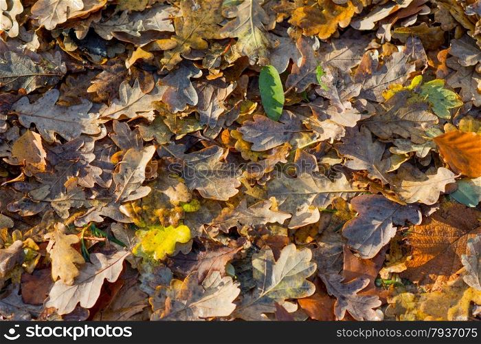 colorful autumn oak leaves as background