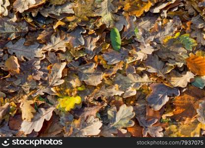 colorful autumn oak leaves as background