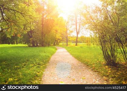 colorful autumn park. colorful autumn leaves on trees in park at sunset