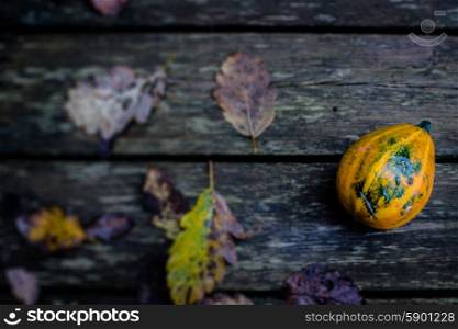 Colorful autumn pumpkin on a wooden background