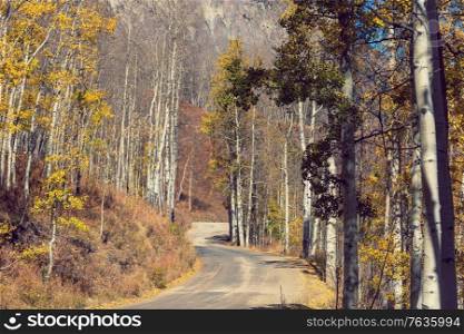 Colorful Autumn scene on countryside road in the forest