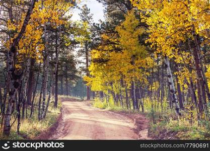 Colorful Autumn scene on countryside road in the sunny morning in Sierra Nevada area