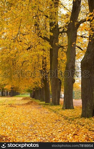 colorful autumn trees in the park