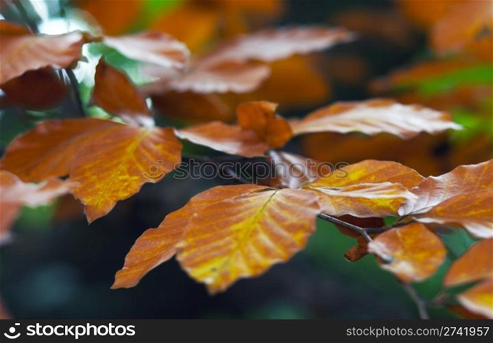 Colorful autumn twig