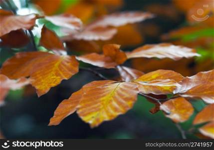 Colorful autumn twig
