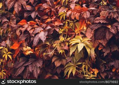 Colorful Autumn Virginia Creeper, Wild Grape Background. Abstract Purple, Red and Orange Autumn Leaves Background. Purple Leaves Creeper Plant On A Wall