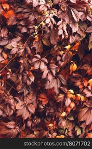 Colorful Autumn Virginia Creeper, Wild Grape Background. Abstract Purple, Red and Orange Autumn Leaves Background. Purple Leaves Creeper Plant On A Wall