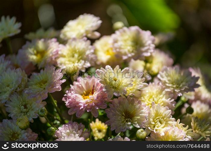 Colorful autumnal chrysanthemum in the garden